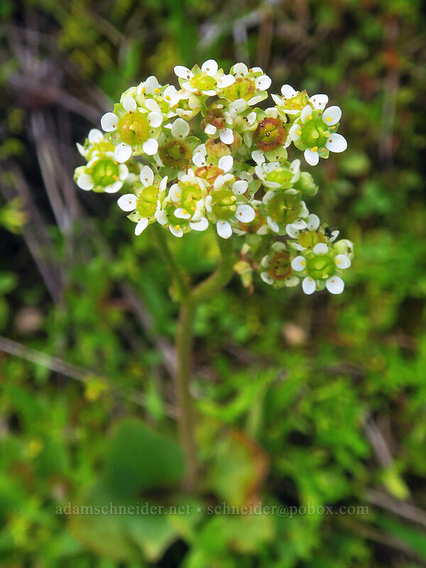 whole-leaf saxifrage (Micranthes integrifolia (Saxifraga integrifolia)) [Bottle Prairie, Mt. Hood National Forest, Hood River County, Oregon]