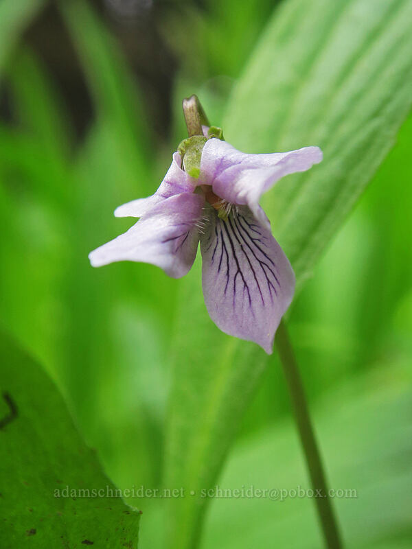 marsh violet (Viola palustris) [Bottle Prairie, Mt. Hood National Forest, Oregon]