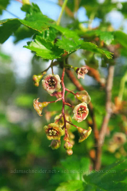 swamp currant flowers (Ribes lacustre) [Bottle Prairie, Mt. Hood National Forest, Hood River County, Oregon]