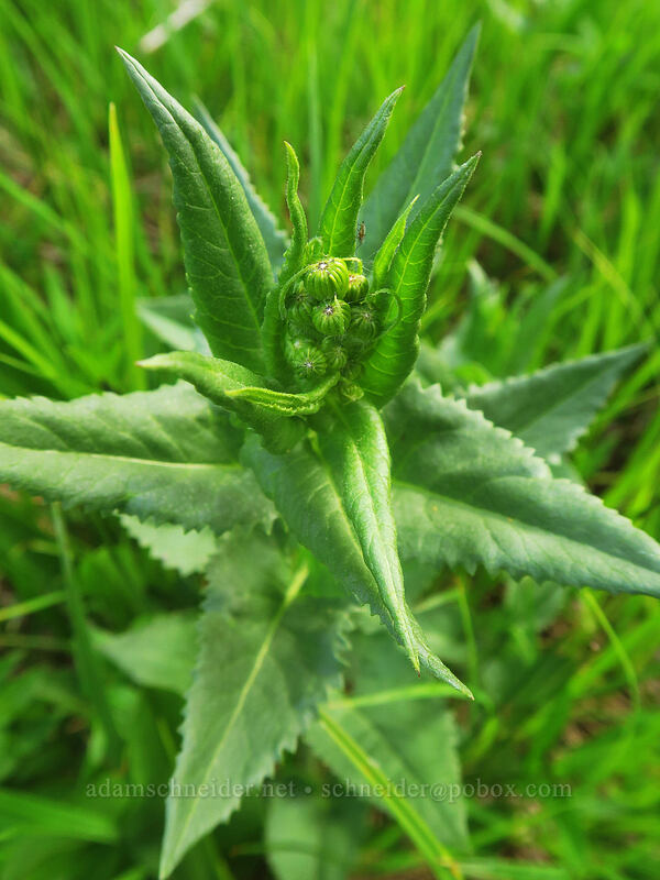 arrow-leaf groundsel, budding (Senecio triangularis) [Bottle Prairie, Mt. Hood National Forest, Hood River County, Oregon]
