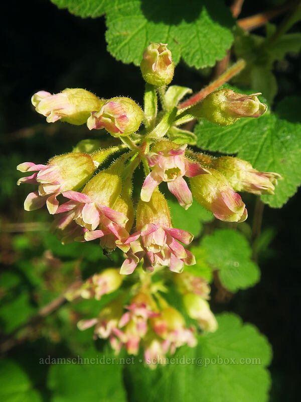 sticky currant (Ribes viscosissimum) [Lookout Mountain Road, Mt. Hood National Forest, Hood River County, Oregon]