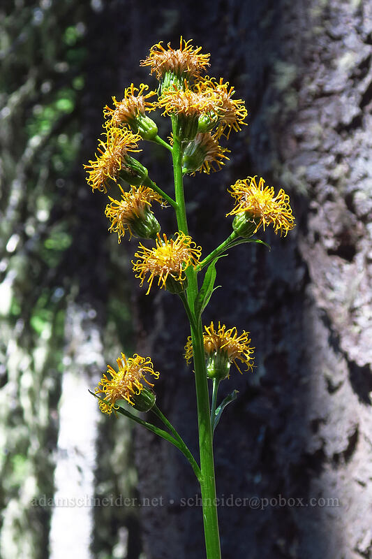silver-crown luina (Cacaliopsis nardosmia (Cacalia nardosmia)) [Boulder Lake Trail, Mt. Hood National Forest, Hood River County, Oregon]