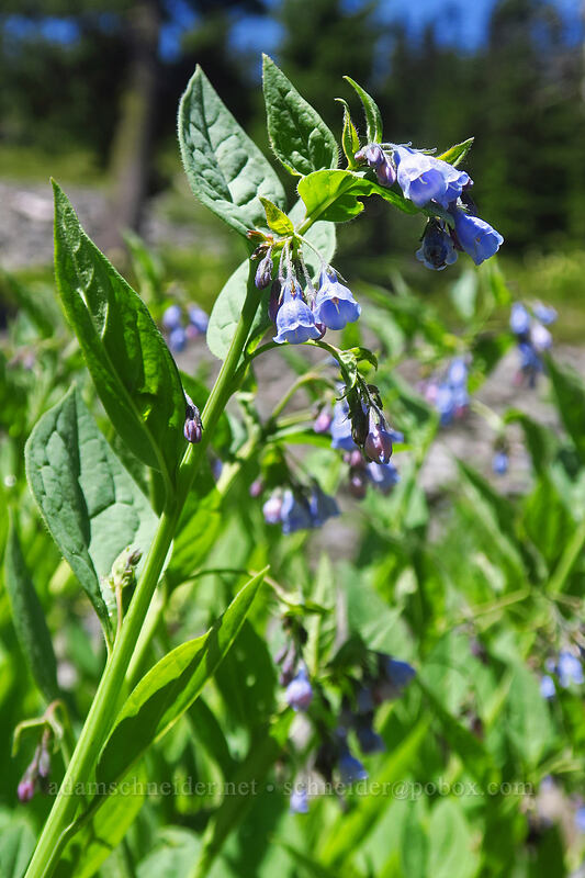 broad-leaf bluebells (Mertensia ciliata) [Boulder Lake Trail, Mt. Hood National Forest, Hood River County, Oregon]