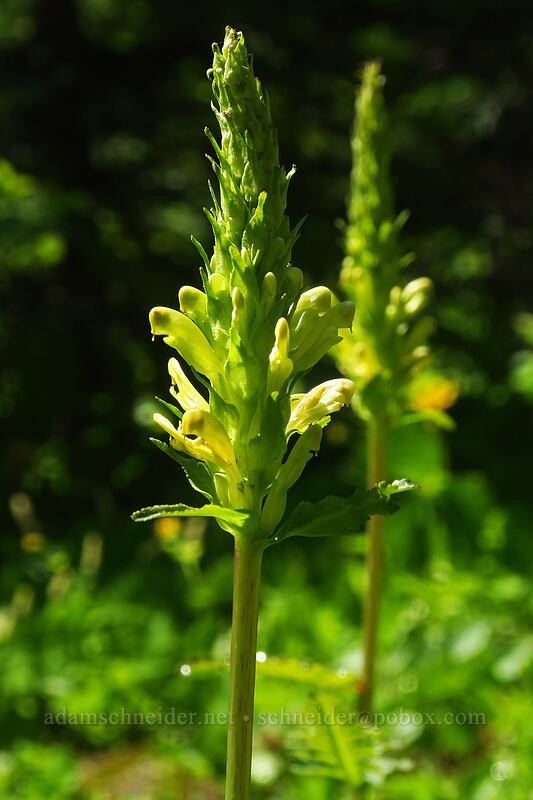 bracted lousewort (Pedicularis bracteosa) [Boulder Lake Trail, Mt. Hood National Forest, Hood River County, Oregon]