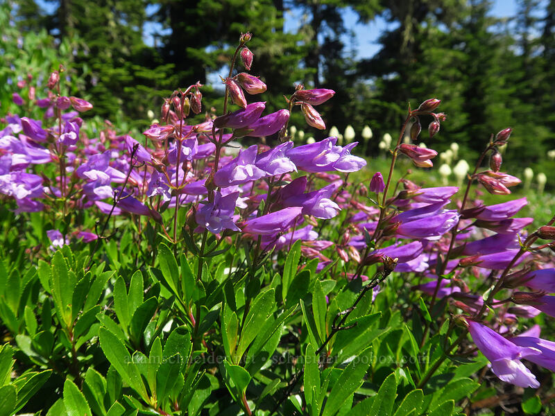 shrubby penstemon (Penstemon fruticosus) [Boulder Lake Trail, Mt. Hood National Forest, Hood River County, Oregon]