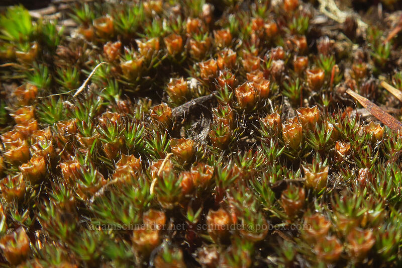 polytrichum moss (Polytrichum sp.) [Boulder Lake Trail, Mt. Hood National Forest, Hood River County, Oregon]