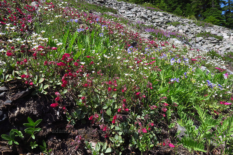 wildflowers below a talus field (Penstemon rupicola, Eremogone capillaris (Arenaria capillaris), Polemonium californicum) [Boulder Lake Trail, Mt. Hood National Forest, Hood River County, Oregon]