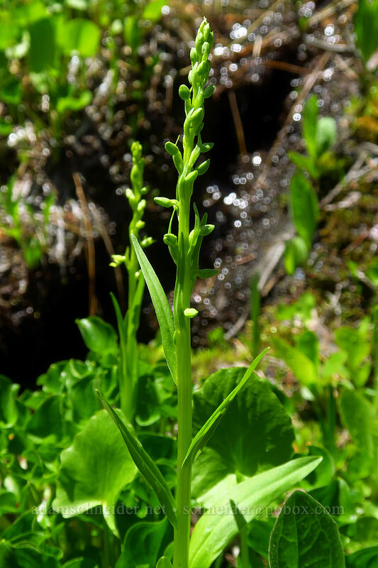 slender green bog orchid, budding (Platanthera stricta) [Boulder Lake Trail, Mt. Hood National Forest, Hood River County, Oregon]