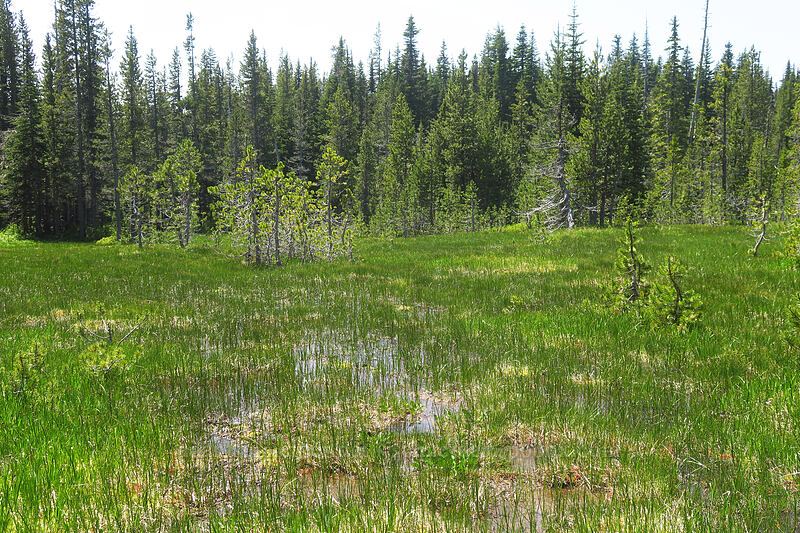 wet meadow [Bonney Meadows, Mt. Hood National Forest, Hood River County, Oregon]