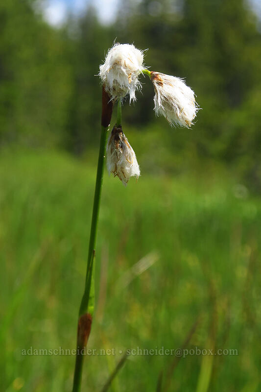 slender cotton-grass (Eriophorum gracile) [Bonney Meadows, Mt. Hood National Forest, Hood River County, Oregon]