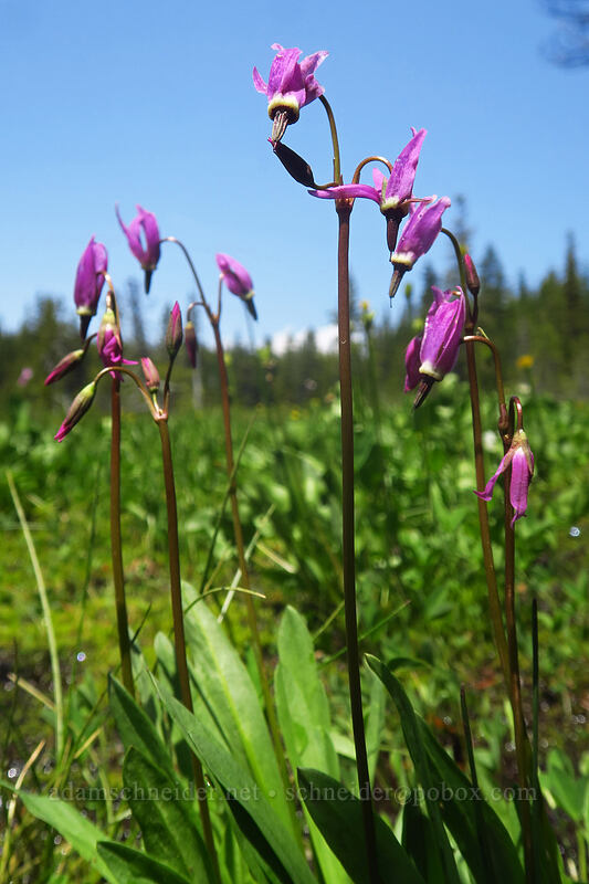 tall mountain shooting stars (Dodecatheon jeffreyi (Primula jeffreyi)) [Bonney Meadows, Mt. Hood National Forest, Hood River County, Oregon]