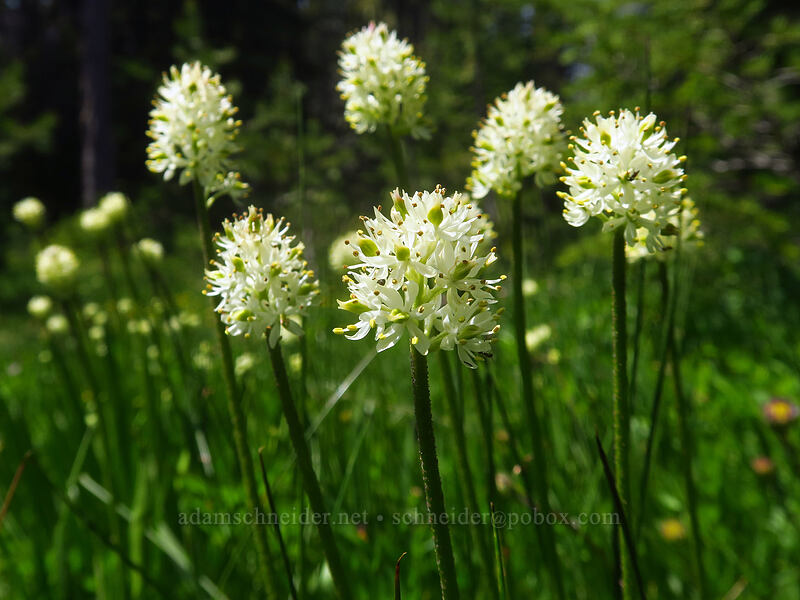 western false asphodel (Triantha occidentalis ssp. brevistyla (Tofieldia glutinosa var. brevistyla)) [Bonney Meadows, Mt. Hood National Forest, Hood River County, Oregon]