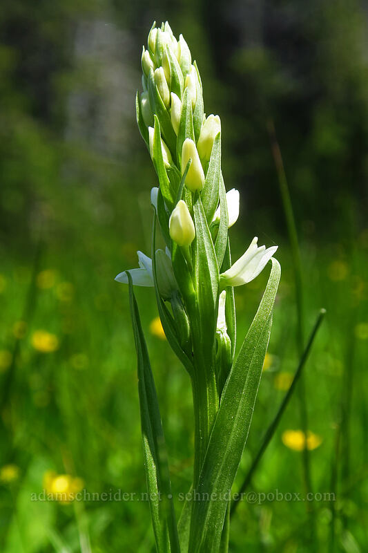 white bog orchid (Platanthera dilatata var. dilatata) [Bonney Meadows, Mt. Hood National Forest, Hood River County, Oregon]