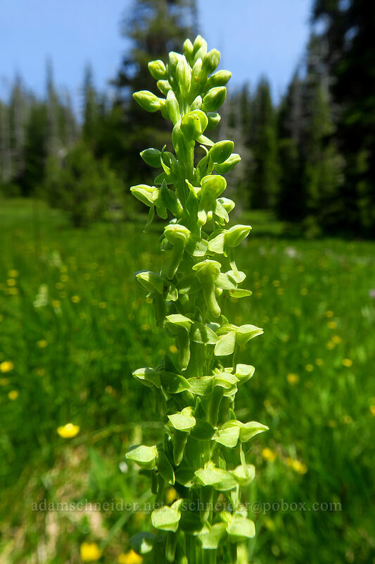 slender green bog orchid (Platanthera stricta) [Bonney Meadows, Mt. Hood National Forest, Hood River County, Oregon]