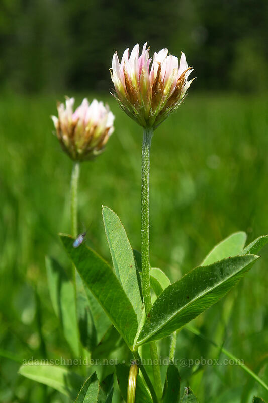 Hansen's long-stalk clover (Trifolium longipes ssp. hansenii (Trifolium hansenii)) [Bonney Meadows, Mt. Hood National Forest, Hood River County, Oregon]