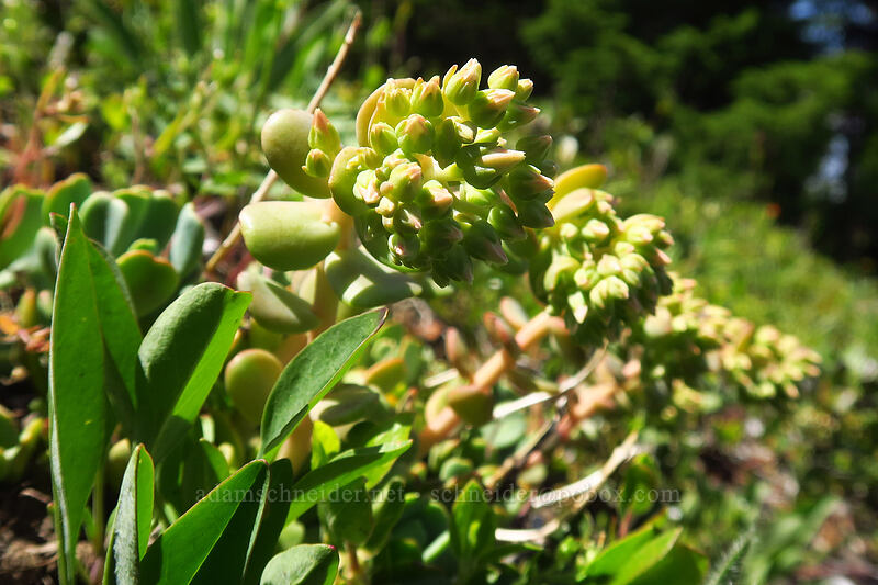 creamy stonecrop, budding (Sedum oregonense) [Forest Creek Trail, Mt. Hood National Forest, Hood River County, Oregon]