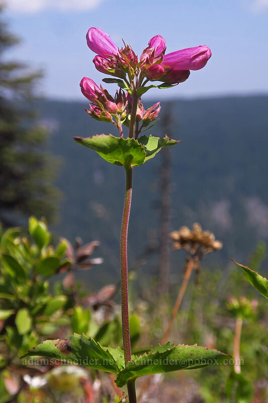 Cascade penstemon (Penstemon serrulatus) [Forest Creek Trail, Mt. Hood National Forest, Hood River County, Oregon]