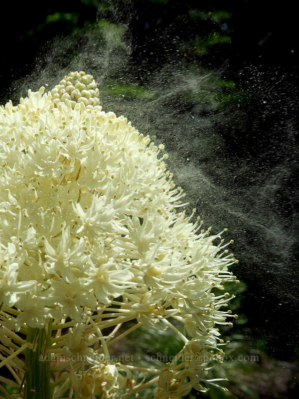 beargrass pollen (Xerophyllum tenax) [Forest Creek Trail, Mt. Hood National Forest, Wasco County, Oregon]