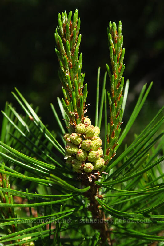 lodgepole pine flowers (Pinus contorta ssp. murrayana) [Forest Road 4881-123, Mt. Hood National Forest, Oregon]