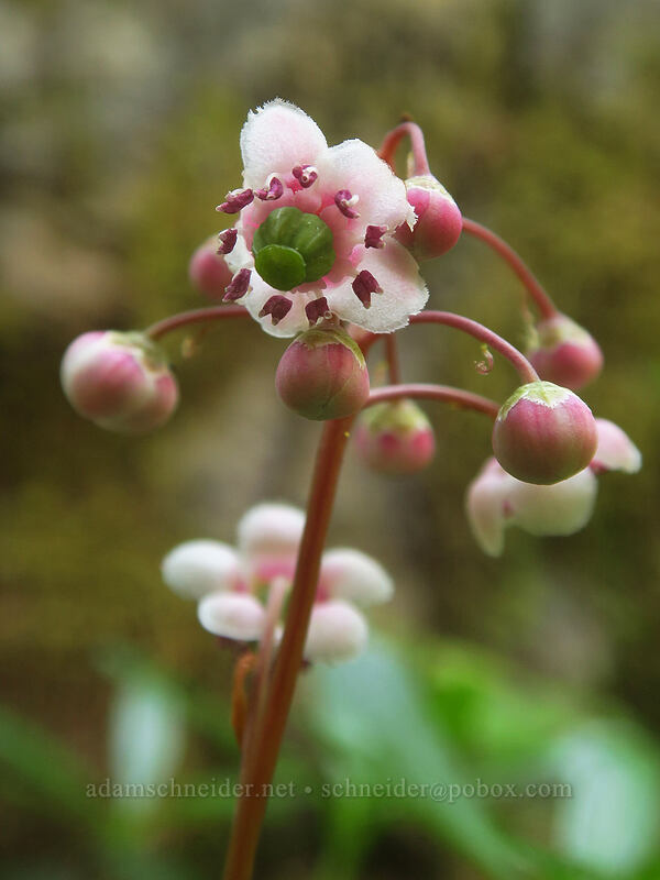 pipsissewa (Chimaphila umbellata) [Tygh Creek Trail, Badger Creek Wilderness, Wasco County, Oregon]