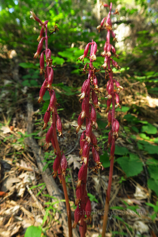 coral-root orchid fruit (Corallorhiza sp.) [Tygh Creek Trail, Badger Creek Wilderness, Wasco County, Oregon]