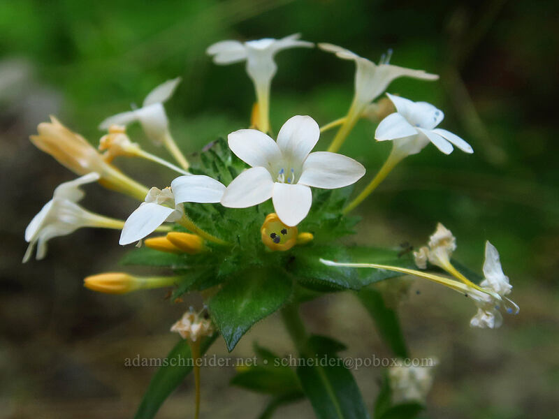 grand collomia (Collomia grandiflora) [Tygh Creek Trail, Badger Creek Wilderness, Wasco County, Oregon]