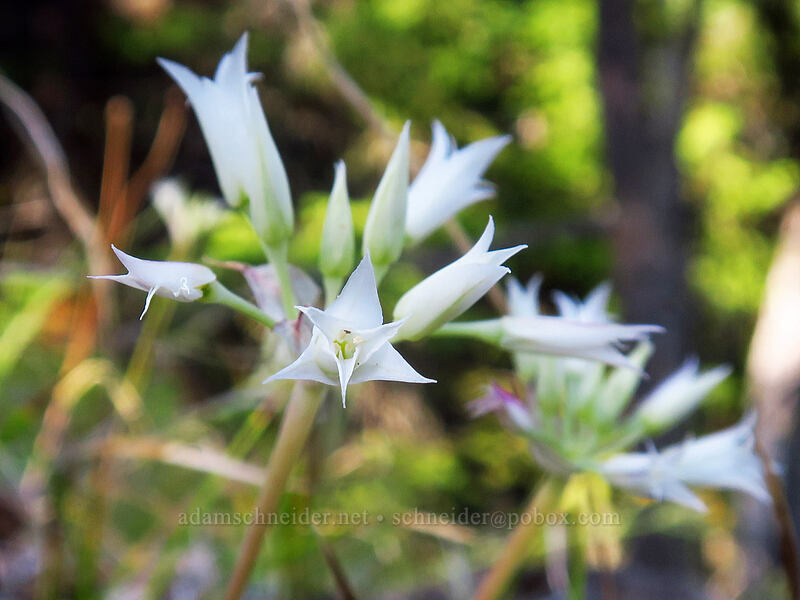 taper-tip onions (Allium acuminatum) [Tygh Creek Trail, Badger Creek Wilderness, Wasco County, Oregon]