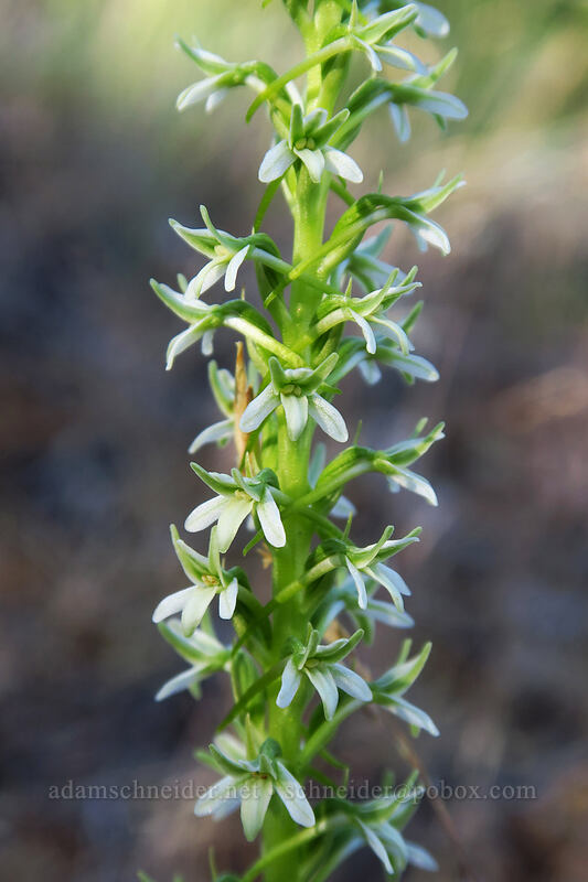 elegant rein orchid (Platanthera elegans (Piperia elegans)) [Tygh Creek Trail, Badger Creek Wilderness, Wasco County, Oregon]