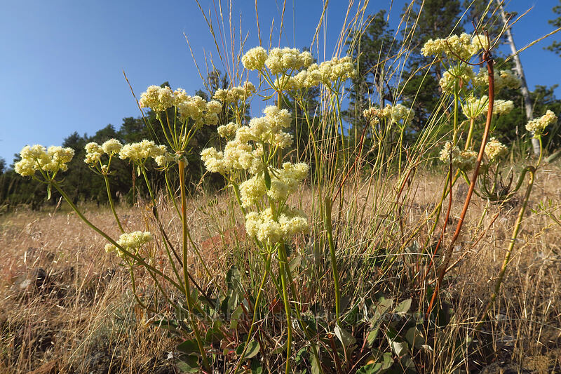 heart-leaf buckwheat (Eriogonum compositum) [Tygh Creek Trail, Badger Creek Wilderness, Wasco County, Oregon]