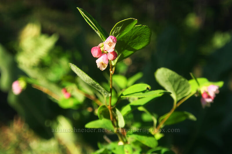 snowberry flowers (Symphoricarpos albus) [Tygh Creek Trail, Badger Creek Wilderness, Wasco County, Oregon]
