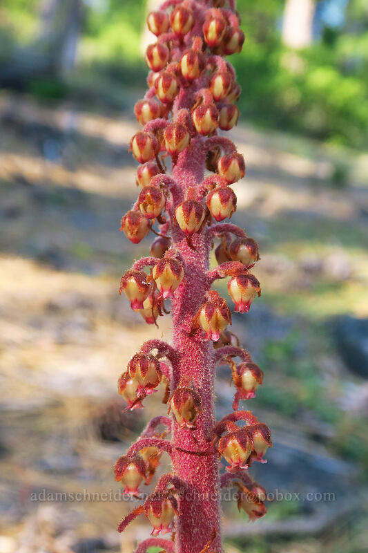 pinedrops (Pterospora andromedea) [Tygh Creek Trail, Badger Creek Wilderness, Wasco County, Oregon]