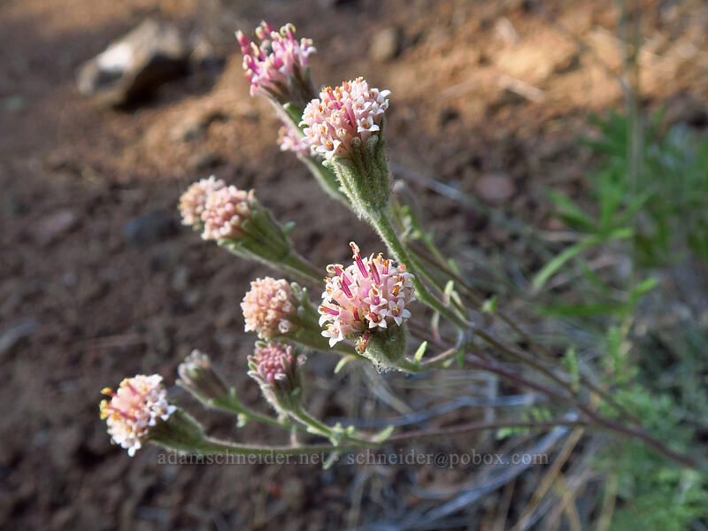 Douglas' pincushion (Chaenactis douglasii) [Tygh Creek Trail, Badger Creek Wilderness, Wasco County, Oregon]