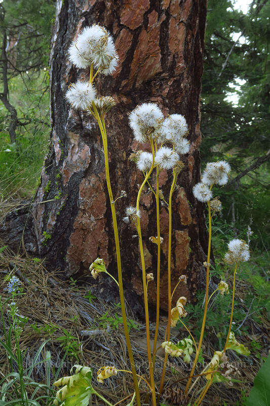 silver-crown luina seed-heads (Cacaliopsis nardosmia (Cacalia nardosmia)) [Tygh Creek Trail, Badger Creek Wilderness, Wasco County, Oregon]