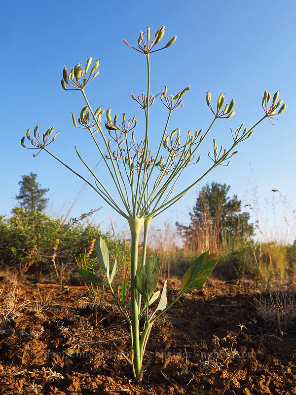 bare-stem desert parsley, gone to seed (Lomatium nudicaule) [Tygh Creek Trail, Badger Creek Wilderness, Wasco County, Oregon]
