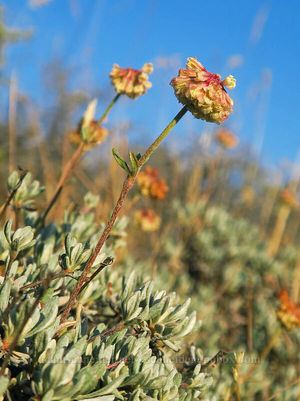 rock buckwheat (Eriogonum sphaerocephalum) [Tygh Creek Trail, Badger Creek Wilderness, Wasco County, Oregon]