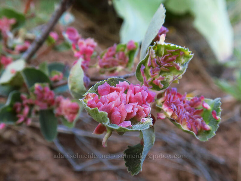 tons of galls on serviceberry leaves (Blaesodiplosis sp., Amelanchier alnifolia) [Tygh Creek Trail, Badger Creek Wilderness, Wasco County, Oregon]