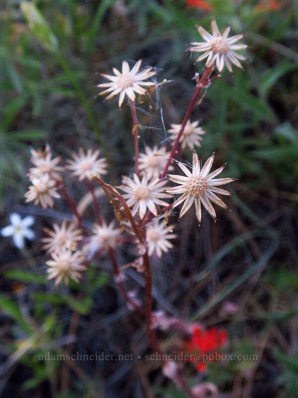 western groundsel seed-heads (Senecio integerrimus) [Tygh Creek Trail, Badger Creek Wilderness, Wasco County, Oregon]