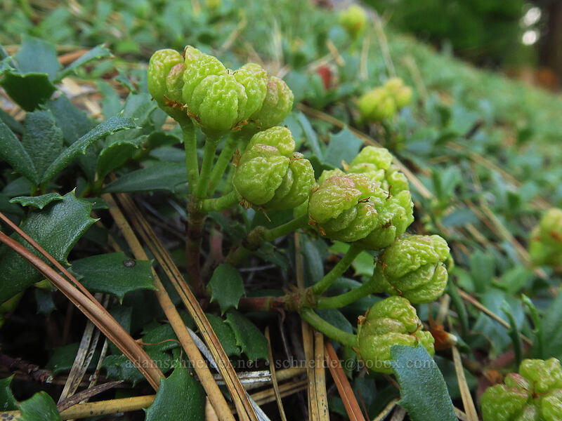 mahala mat seed-pods (Ceanothus prostratus) [Tygh Creek Trail, Badger Creek Wilderness, Wasco County, Oregon]