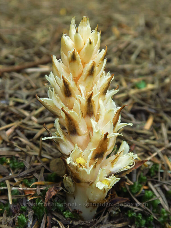 fringed pinesap (Pleuricospora fimbriolata) [Gate Creek Trail, Willamette National Forest, Linn County, Oregon]