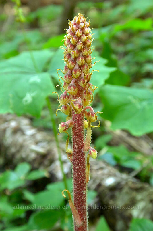 pinedrops (Pterospora andromedea) [Gate Creek Trail, Willamette National Forest, Linn County, Oregon]