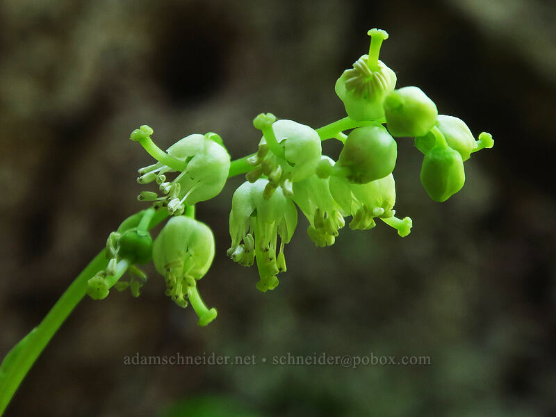 one-sided wintergreen (Orthilia secunda (Pyrola secunda)) [Gate Creek Trail, Willamette National Forest, Linn County, Oregon]
