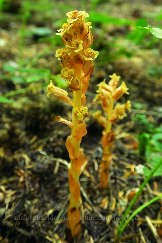 pinesap (Monotropa hypopitys) [Gate Creek Trail, Willamette National Forest, Linn County, Oregon]