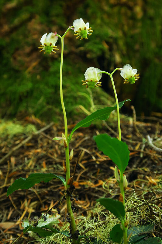 little pipsissewa (Chimaphila menziesii) [Gate Creek Trail, Willamette National Forest, Linn County, Oregon]