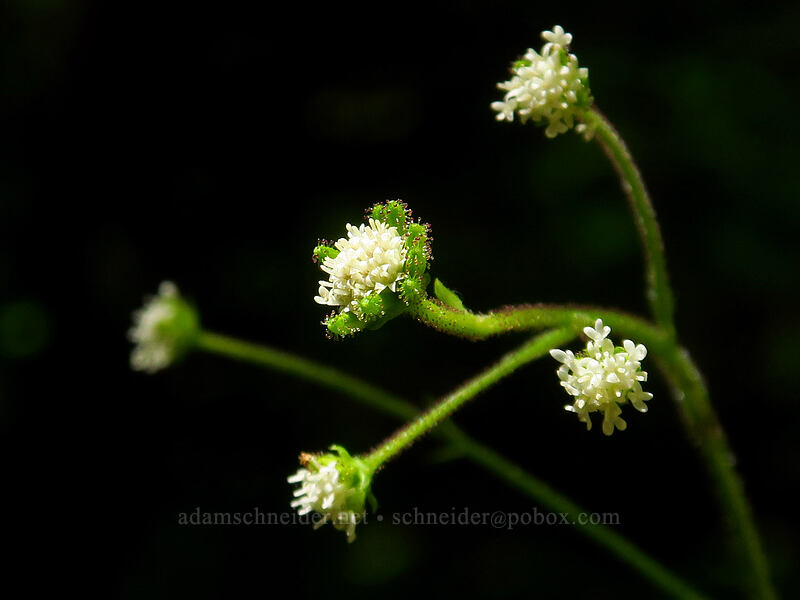 pathfinder flowers (Adenocaulon bicolor) [Gate Creek Trail, Willamette National Forest, Linn County, Oregon]