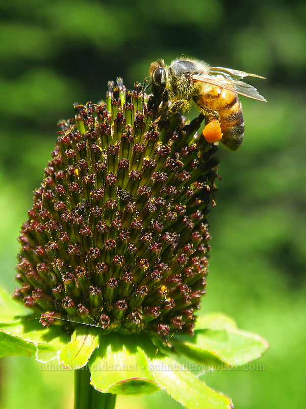 honeybee on western coneflower (Apis mellifera, Rudbeckia occidentalis) [Gate Creek Trail, Willamette National Forest, Linn County, Oregon]