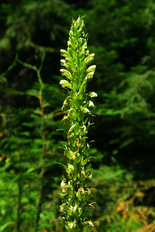 bracted lousewort (Pedicularis bracteosa) [Gate Creek Trail, Willamette National Forest, Linn County, Oregon]