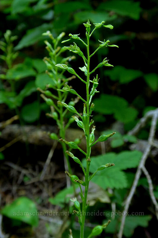 northwestern twayblade (Neottia banksiana (Listera caurina)) [Gate Creek Trail, Willamette National Forest, Linn County, Oregon]