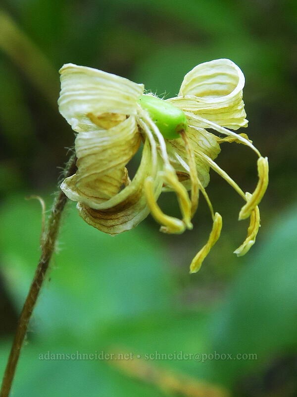 bead lily, going to seed (Clintonia uniflora) [Gate Creek Trail, Willamette National Forest, Linn County, Oregon]