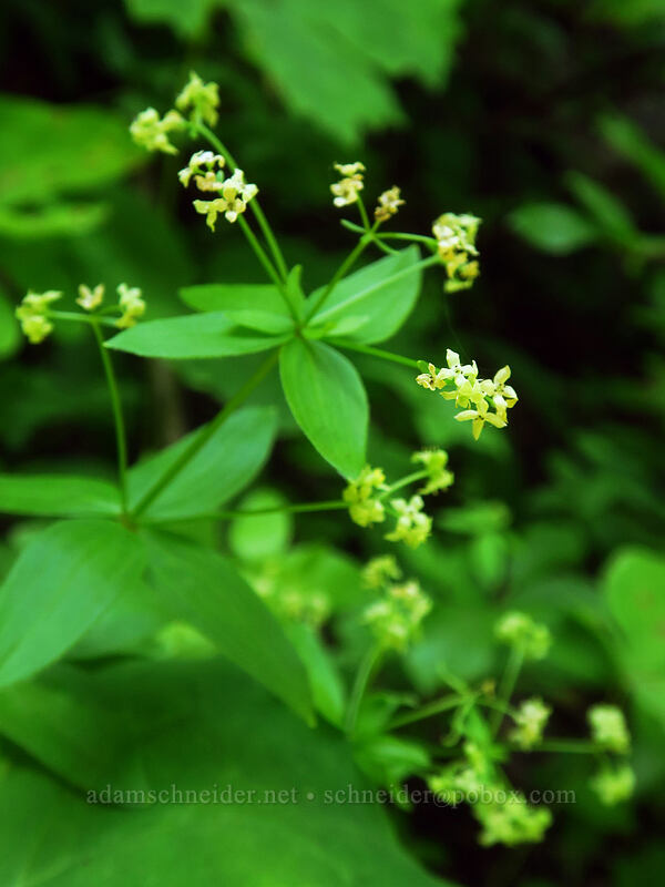 Oregon bedstraw (Galium oreganum) [Gate Creek Trail, Willamette National Forest, Linn County, Oregon]