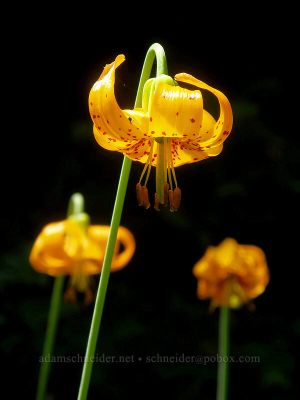 Columbia tiger lilies (Lilium columbianum) [Gate Creek Trail, Willamette National Forest, Linn County, Oregon]